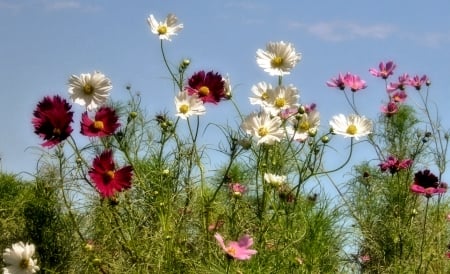 Blue Sky and Flowers - nature, sky, flowers, blue