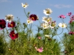 Blue Sky and Flowers