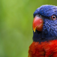 Rainbow lorikeet bird