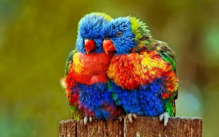 Cute bird couple - bird, animal, parrot, couple