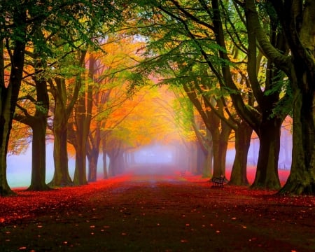 Park fall - fall, forest, path, tree, park