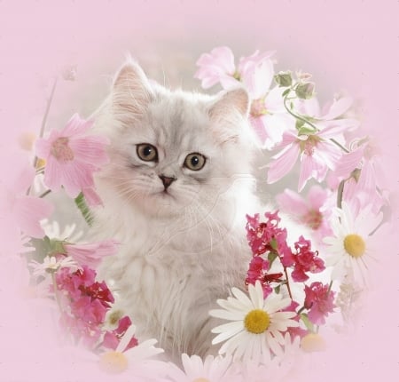 Cute kitten - cat, pink, animal, daisy, kitten, flower