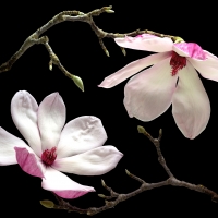 Magnolias