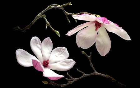 Magnolias - white, flower, pink, black, spring, branch, magnolia