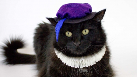 Renaissance cat - hat, cat, renaissance, funny, black, white, purple, pink, feather, animal, cute