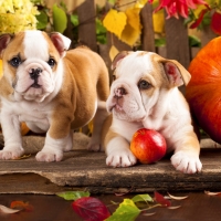 English bulldogs