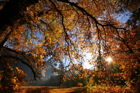 Autumn in Yosemite - leaves, colors, mountains, tree