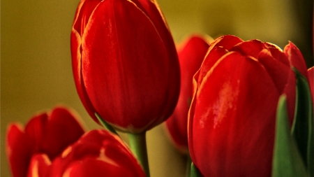 Red Tulips FC - beautiful, photography, beauty, romance, photo, love, flower, still life, wide screen, floral, Tulip