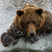 brown bear in the river