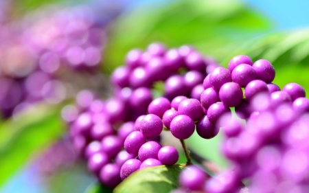 callicarpa berries