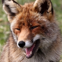 fox