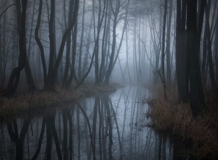 Dark Forest - river, trees, nature, datk, forest