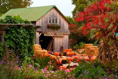 Old Cider - pumpkins, cider, flowers, trees