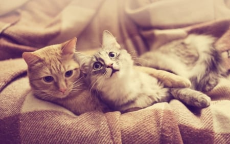 Best Buddies - cats, felines, sofa, animals