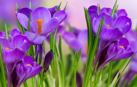 Spring flowers - freshness, crocus, delicate, lovely, spring, pretty, beautiful, flowers, grass