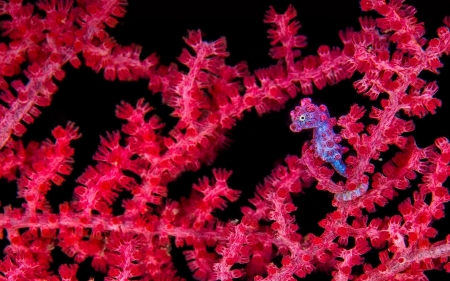 Seahorse - black, animal, water, seaweed, seahorse, pink