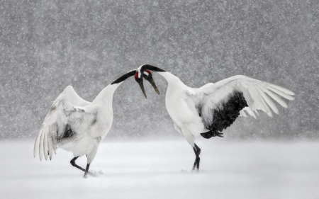 Love dance - winter, black, bird, love dance, wings, white, valentine, crane, couple, snow