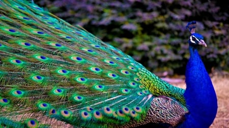 Peacock - peacock, blue, feather, green, bird