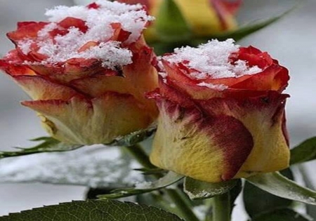 ice petals - ice, yellow, red, rose, peatals, icy