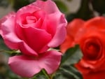 Pink & Red Rose