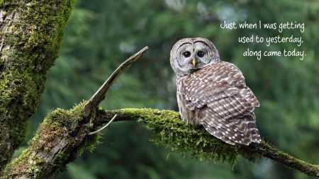 Just When........ - tree, owl, bird, branch