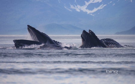 Hump Back Whales