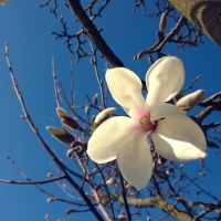 Magnolia