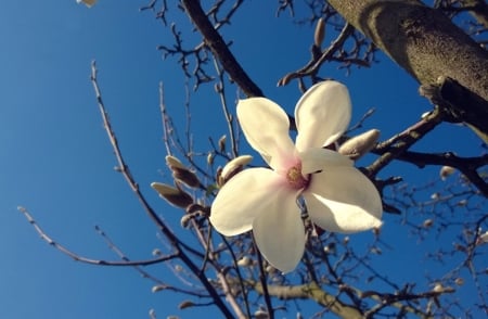 Magnolia - flowers, white, flower, magnolia