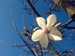 Magnolia