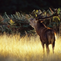 Autumn Red Deer