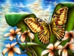 Butterfly