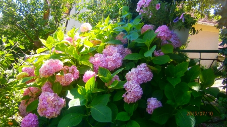 Pink flowers - beauty, nice, wonderful, nautre, pink, beautiful, leaves, flowers, garden