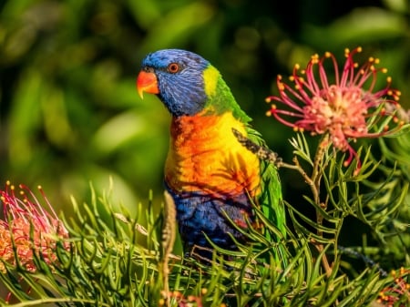 beautiful Lorikeet - flowers, trees, birds, animal, parrot, lorikeet