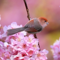 Cute Little Spring Bird