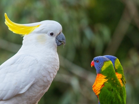 Kakadu and Lorikeets - lorikeets, birds, animal, kakadu