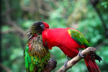 Parrots - red, green, parrot, couple, love