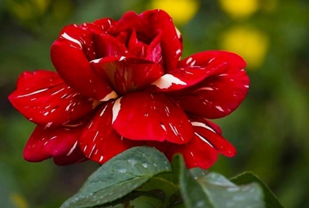 Mottled Rose - one, rose, flower, red