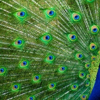 peacock