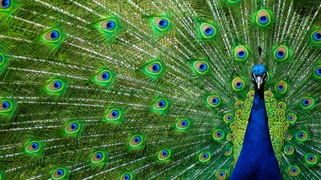 peacock - peacock, colors, amazing, bird