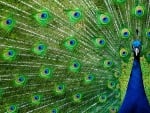 peacock