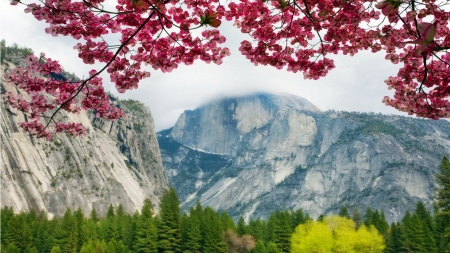 Springtime in Yosemite - blooming, firs, tree, landscape