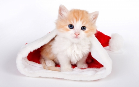 Christmas kitten - craciun, hat, cat, pisica, kitten, christmas, white, santa, red, animal, sweet, cute