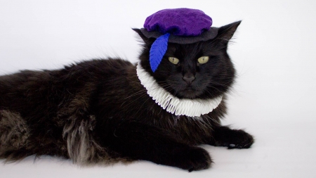 Renaissance cat - renaissance, hat, cat, funny, black, white, purple, feather, animal