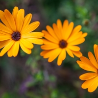 yellow flowers