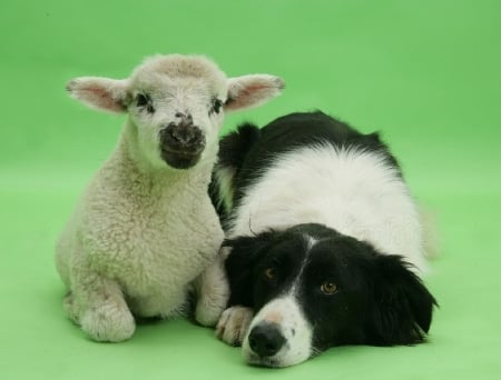 Lamb and Collie