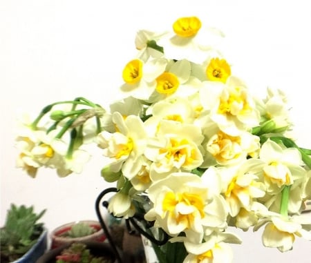 yellow daffodils - flowers, daffodils, yellow, still life