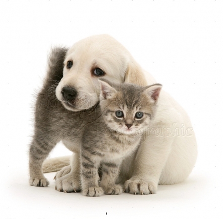 cute friends - puppy, cats, animals, friends, cute, kitten