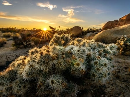 Joshua Tree at Sunset - joshua tree, nature, national park, clouds, sunset