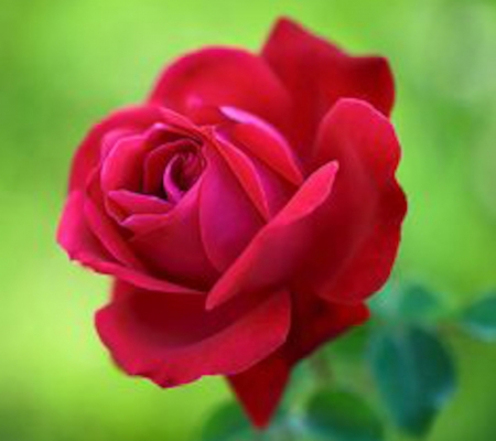 Red Beauty - nature, macro, petals, rose, flower