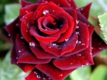 Drops on Red Rose